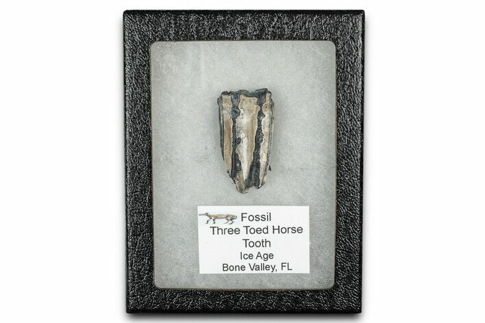 Fossil Three-Toed Horse Tooth - Bone Valley, Florida #336407